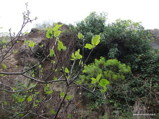 mpa Falconiera-30-03-2013 08-30-37